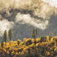 local idaho artist painting